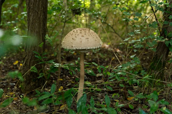 Big Macrolepiota Procera Parasol Mushroom Growing Forest Mushroom Picking Collecting — Stock Photo, Image