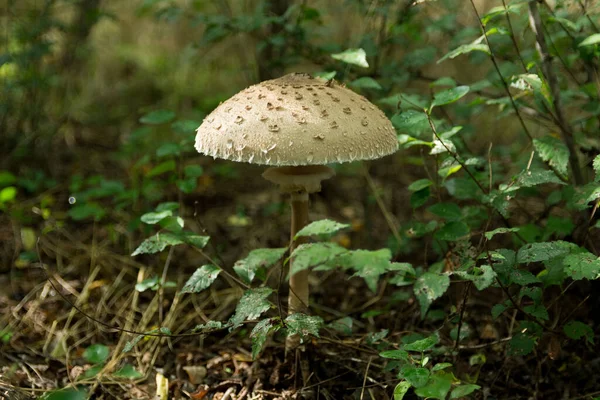 Big Macrolepiota Procera Parasol Mushroom Growing Deep Forest Mushroom Picking — Stock Photo, Image