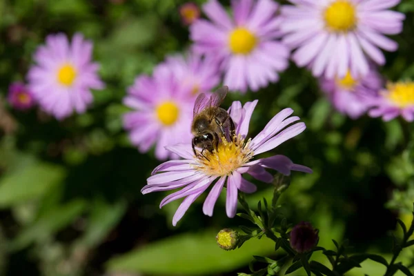 Honigbiene Auf Asterblume Sammelt Einem Sonnigen Herbsttag Garten Pollen Natürliches — Stockfoto