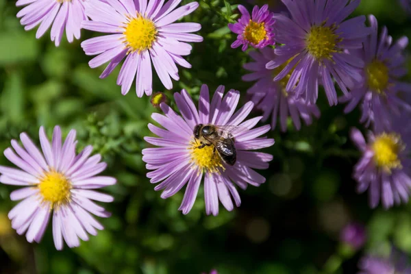 Schöne Honigbiene Auf Asterblume Einem Sonnigen Herbsttag Garten Natürliches Hintergrundkonzept — Stockfoto