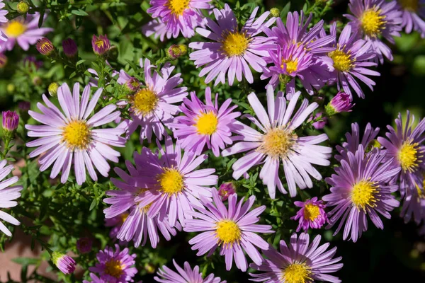 Beautiful Purple Flowers Aster Garden Sunny Autumn Day Natural Floral — Stock Photo, Image