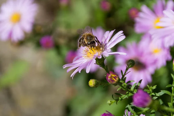 Die Honigbiene Sammelt Einem Sonnigen Tag Garten Pollen Von Lila — Stockfoto
