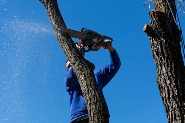 A man cuts a tree with a chainsaw from a height on a sunny autumn day. Blue sky in the background. Close up, selective focus