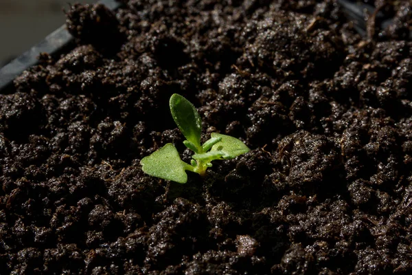 Joven Lavanda Pequeña Lavandula Officinalis Planta Que Crece Una Maceta — Foto de Stock