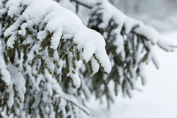 Havas fenyőágak a téli erdőben, közelkép — Stock Fotó