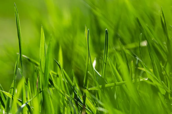 Spring or summer and grass field with sunny. Green grass background, nature texture. Closeup — Stock Photo, Image