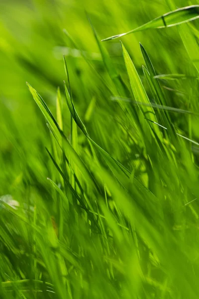 Весна или лето и травяное поле с солнечными лучами. Зеленый травяной фон, природная текстура. Крупный план — стоковое фото