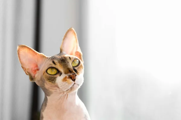 Retrato de um belo adorável jovem gatinho esfinge gato sentado em uma soleira da janela e assistir ao ar livre — Fotografia de Stock