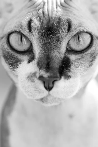Portrait of a beautiful adorable young kitten sphinx cat close up — Stock Photo, Image