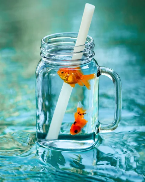 Umweltfreundliches Stroh Glas Mit Goldfarbenen Fischen Auf Einem Wasserhintergrund Zero — Stockfoto