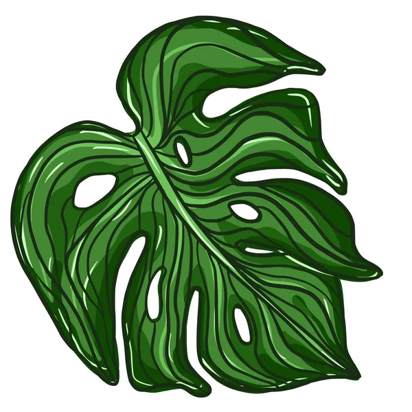 Décrivez Les Feuilles Plante Monstère Verte Feuille Palmier Tropicale Isolée — Image vectorielle