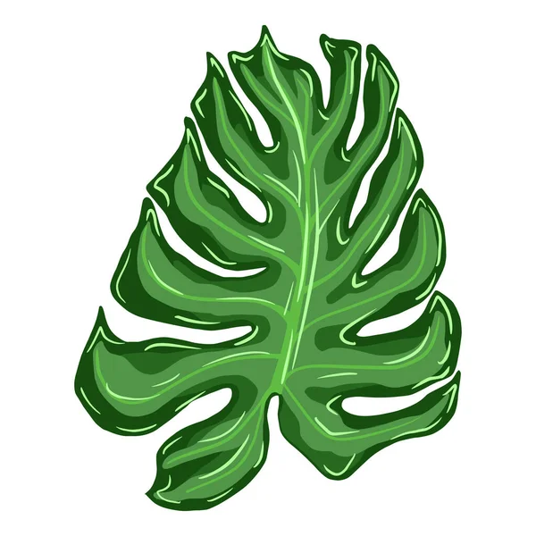 Монстера Листья Растения Изолированы Белом Фоне Элемент Тропических Листьев Пальмы — стоковый вектор