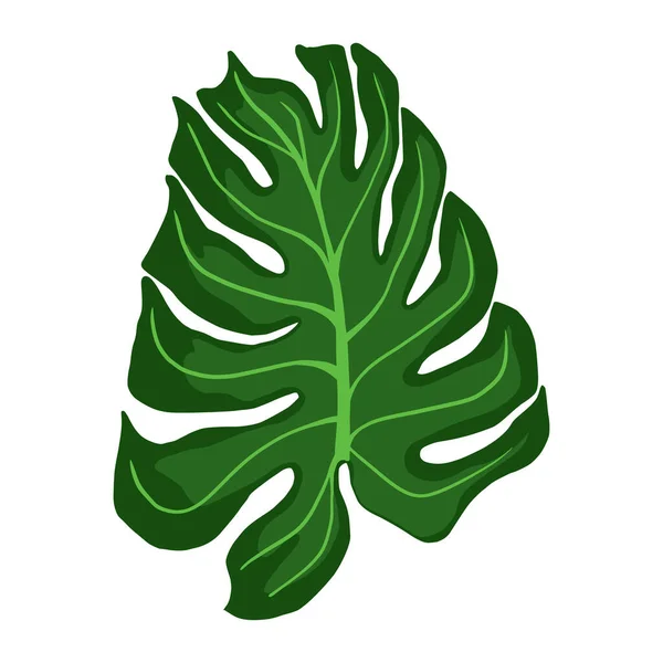 Feuilles Plantes Monstera Feuille Palmier Tropicale Isolée Sur Fond Blanc — Image vectorielle