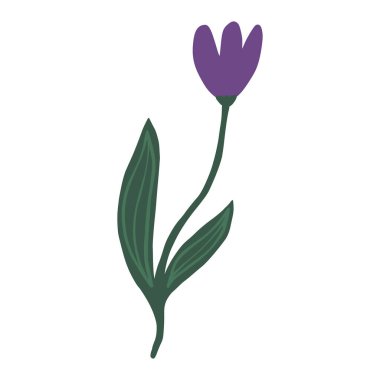 Güzel, mor bir çiçek izole edilmiş. El çizimi botanik parmak izi. Vektör illüstrasyonu