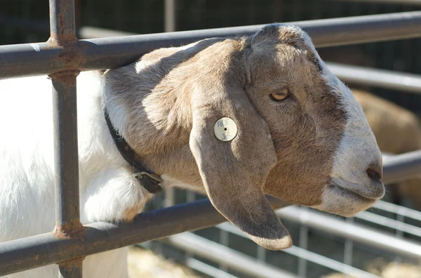 A goat places his head through a fence. — Stock Photo, Image