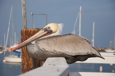 A pelican rests along a fence on a pier. clipart