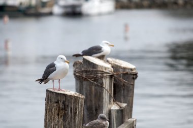 bir çift martı dinlenme üstünde bir rıhtım.