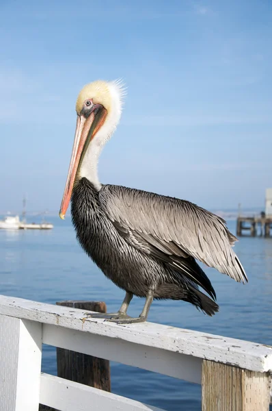 Um pelicano repousa sobre uma cerca junto ao mar . — Fotografia de Stock