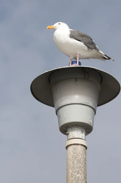 Racek stojí na pouliční lampy — Stock fotografie