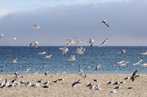 Flock of seagulls fly along a beach — Stock Photo, Image