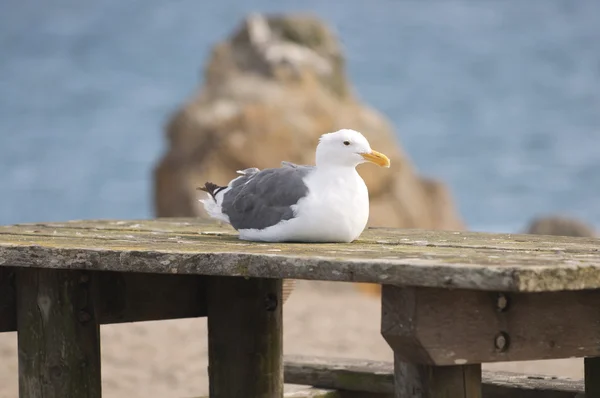 Seagull rests on a picnic bench — Stock Photo, Image