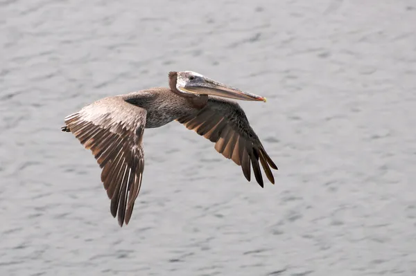 Pelikan brunatny szybuje nad wody oceanu. — Zdjęcie stockowe