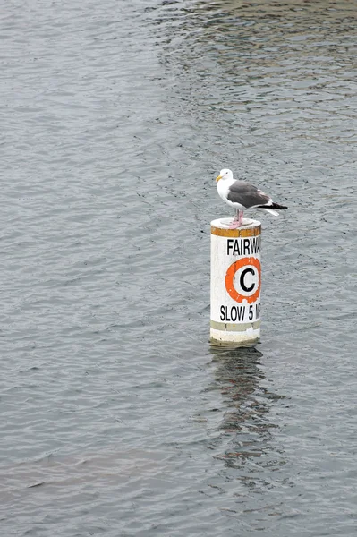 Gaivota senta-se no topo da bóia limite de velocidade da água — Fotografia de Stock