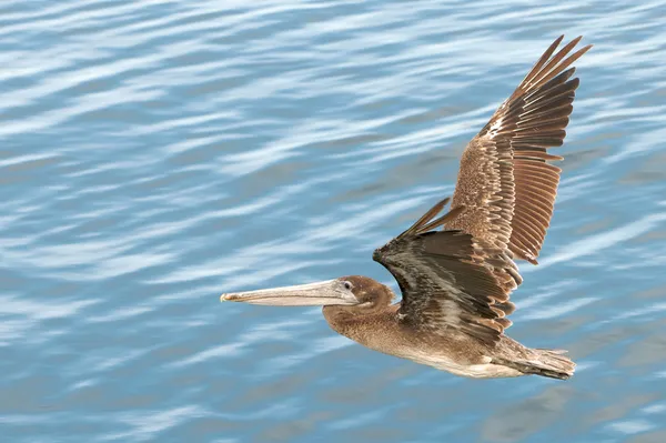 Pelikán letí nízko nad vodou — Stock fotografie
