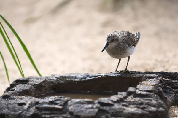 Vogel trinkt Wasser aus künstlichem Gestein. — Stockfoto