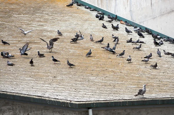 Flock fåglar vilar på ett tak. — Stockfoto