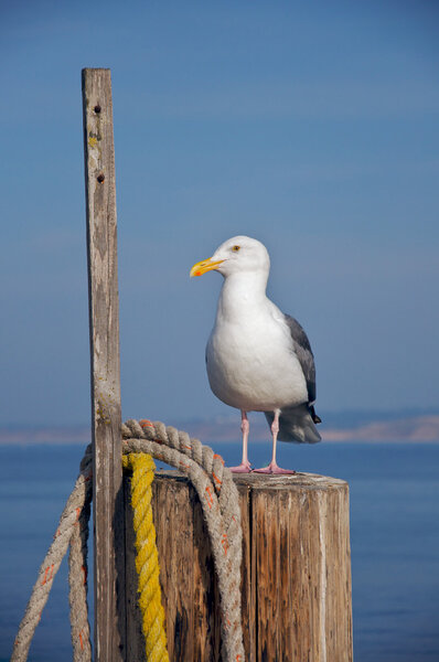 A seagull rests on a pole at the end of a pier.