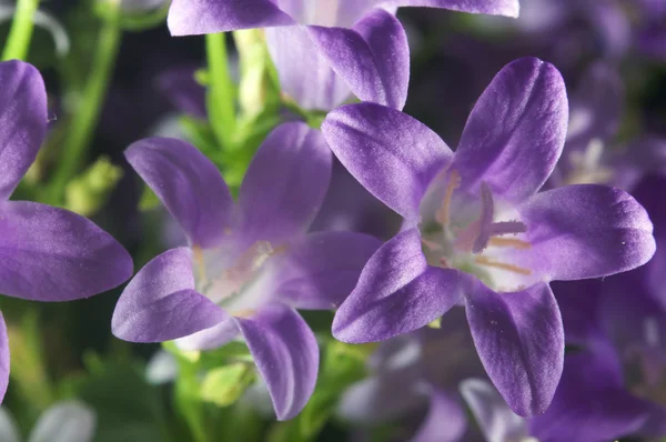 紫の花の極端なマクロ — ストック写真