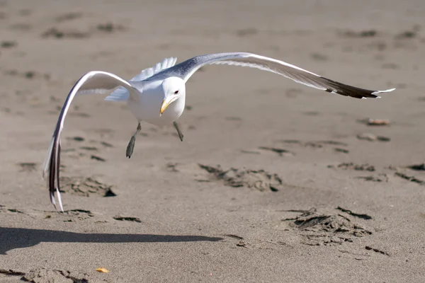 Atterrissage de mouettes sur une plage de sable fin — Photo