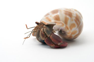 een huisdier heremietkreeften berust op geïsoleerde witte gezichten links