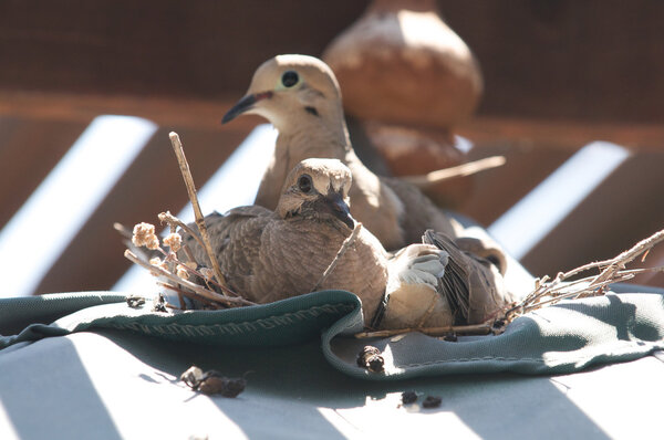 A dove sits on its nest with its two babies.