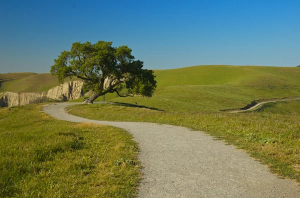 Single tree stands near a winding dirt path — Stock Photo, Image