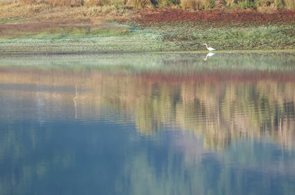 Single white bird wades through reflective water — Stock Photo, Image