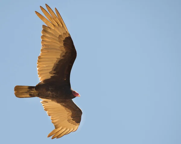 Trukey vulture soars across an empty sky — Stock Photo, Image