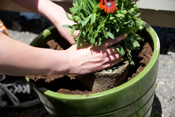 Hands place a plant in a round green pot Royalty Free Stock Photos