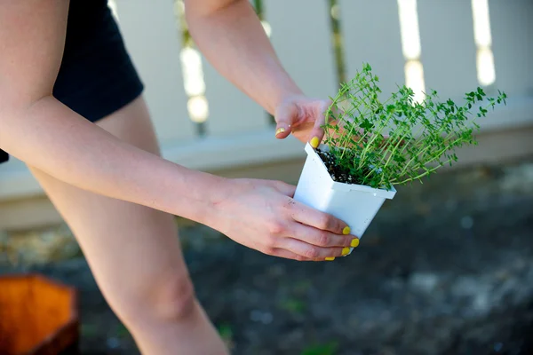 Woman picks up a plant in a white container Royalty Free Stock Images