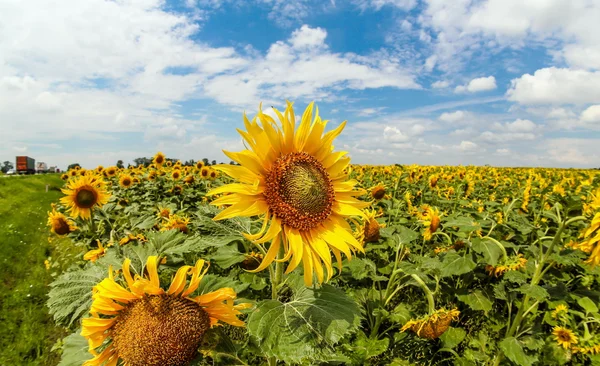 Campo de girassóis . — Fotografia de Stock