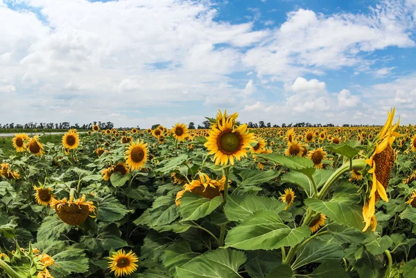 Campo girasoli . — Foto Stock