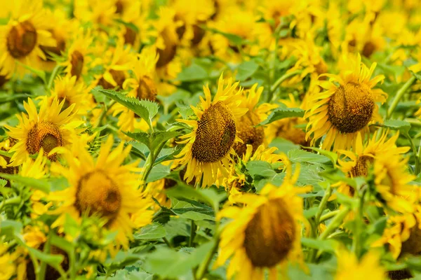 Zonnebloemen veld. — Stockfoto