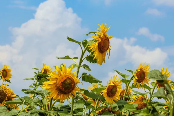 Girasoli — Foto Stock