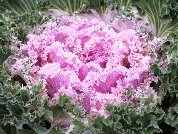 Pembe çiçek