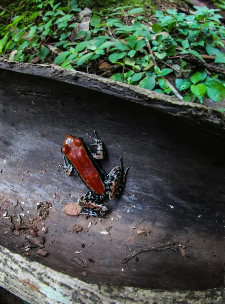 Een bruine kikker — Stockfoto