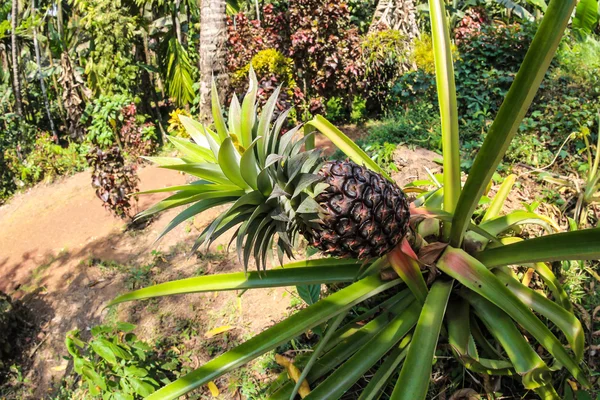 Ananas na plantacji przypraw, goa, Indie — Zdjęcie stockowe