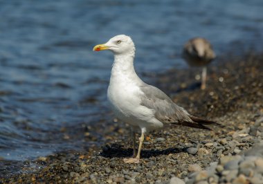Martılar 2012 Karadeniz, utrish, Rusya Federasyonu,