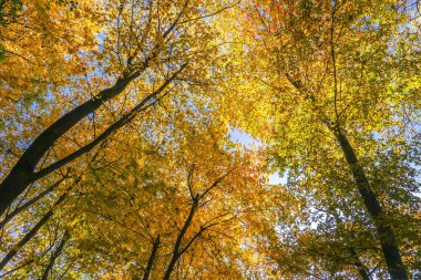 Rusya, sonbahar 2012