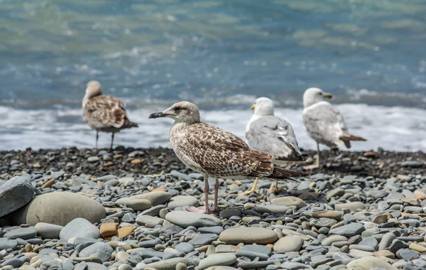 Seagulls at The Black Sea, Utrish, Russia, 2012